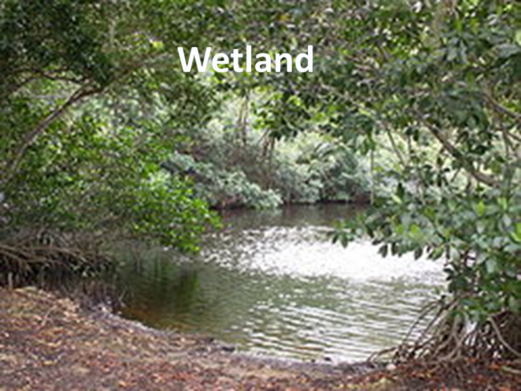 Wetland